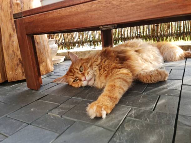 cat-under-table-image